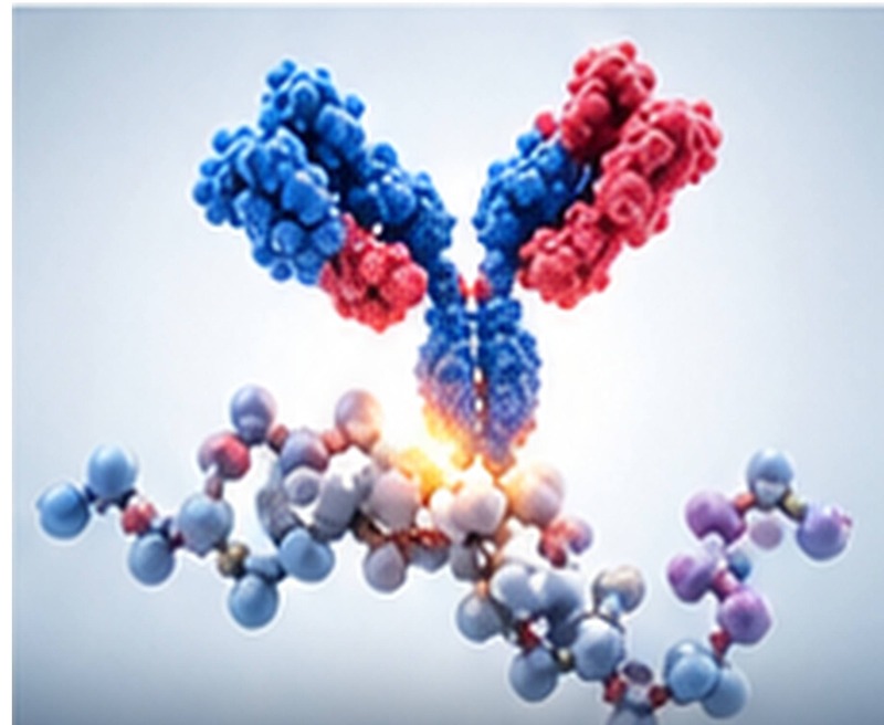 PCT Antibodies