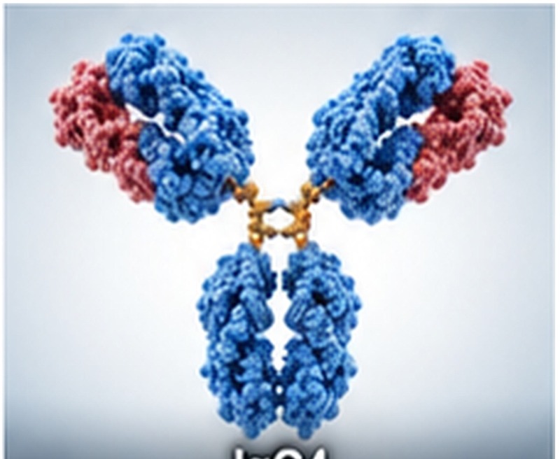 IgG4 Recombinant Protein