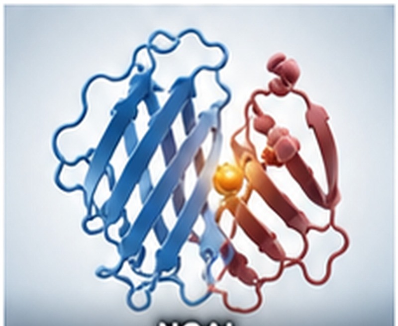 NGAL Recombinant Protein