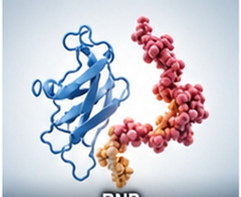BNP Recombinant Protein