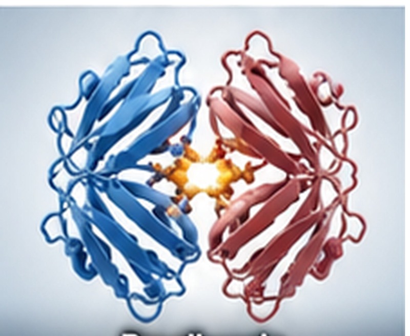 Prealbumin Recombinant Protein