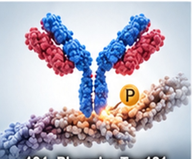 Phospho-Tau181 Antibody