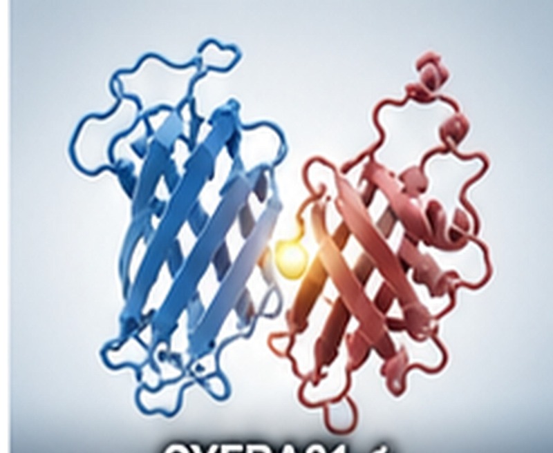 CYFRA21-1 Recombinant Protein