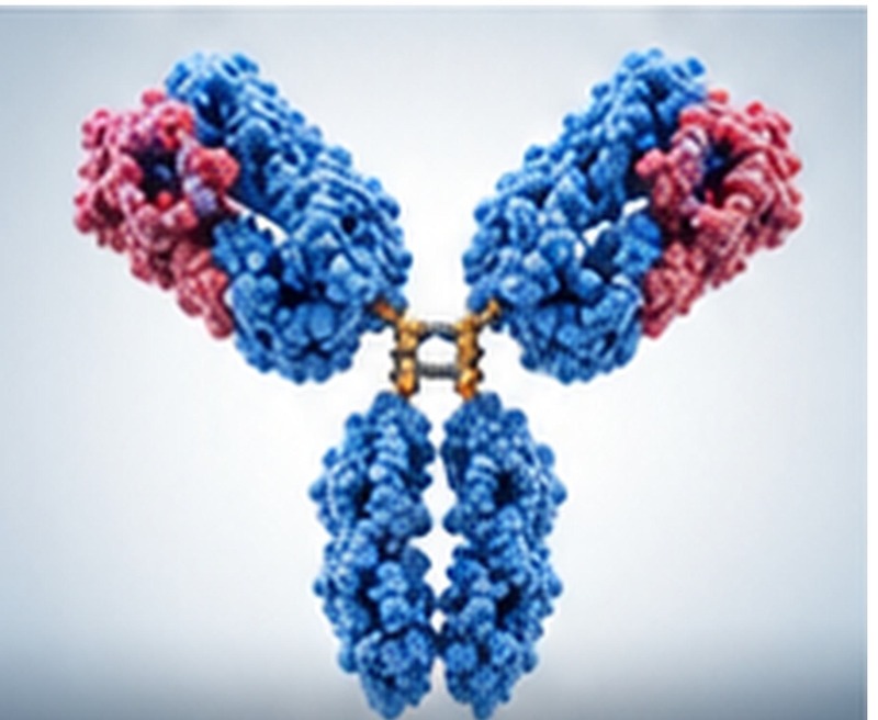 IgG Native Protein