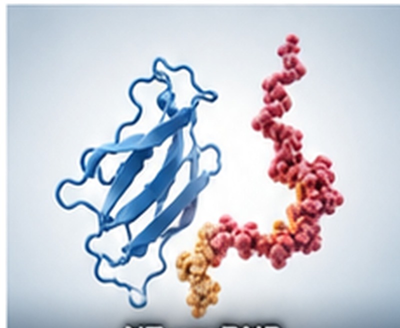 NT-proBNP Recombinant Protein